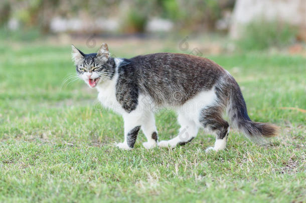 可爱的塞浦路斯猫