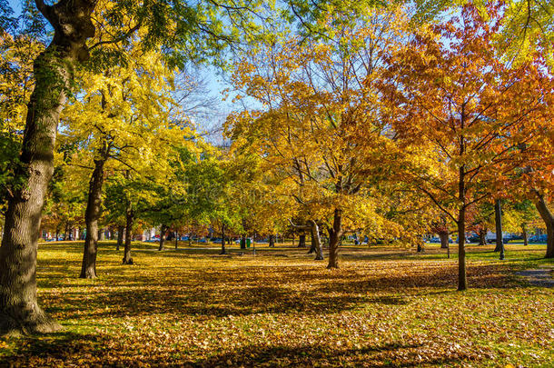 秋天五颜六色的植被皇后公园-多伦多，安大略省，加拿大