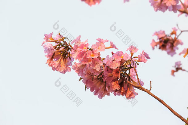 粉红色喇叭花