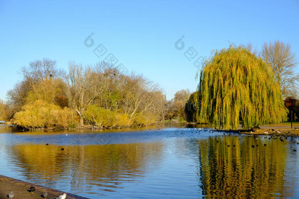摄政`公园划船湖的秋天景象