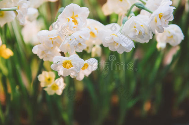 特写水仙花在光的背景上。 水仙花春花。 肤浅的焦点