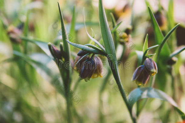 特写水仙花在光的背景上。 水仙花春花。 肤浅的焦点