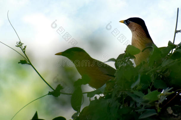 一对鸟类用于野生动物摄影和雪松蜡翼栖息在树枝上。