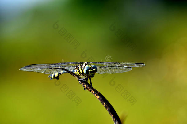 绿色和黄色的蜻蜓坐在草地上，有一只绿色的后备，美丽的蜻蜓翅膀，