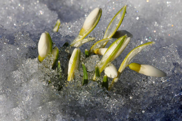 雪花的娇嫩花蕾