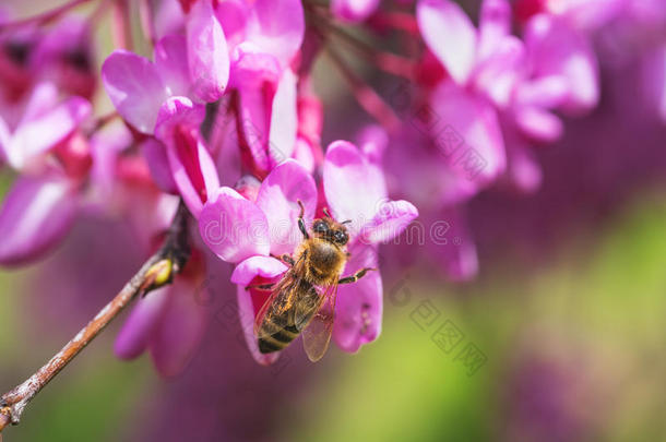 蜜蜂从树上的紫色花朵中采集蜂蜜