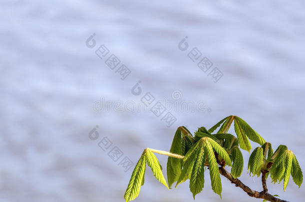 早春栗子叶芽。 模糊的背景。 晴天。