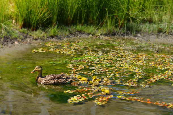 美国鸭子和小鸭子在池塘里游泳。