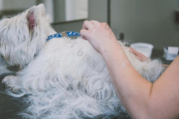 梳理西部高地的白色猎犬。 梳理白狗。 穿着狗的旧外套。 肤浅的焦点