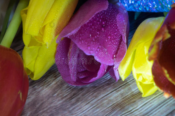 一束郁金香特写宏观的黄色、红色和紫色郁金香