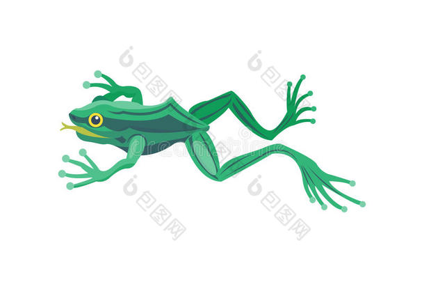 青蛙卡通热带动物卡通自然图标有趣和孤立的吉祥物人物野生滑稽森林蟾蜍两栖动物