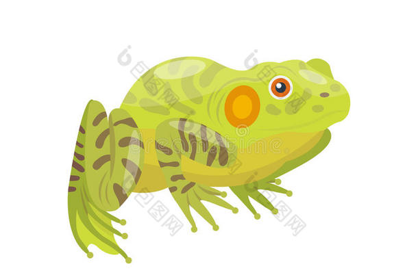 青蛙卡通热带绿色动物卡通自然图标有趣和孤立的吉祥物人物野生滑稽森林蟾蜍