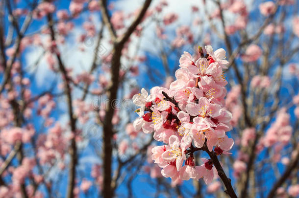 樱花，樱花季节在日本。