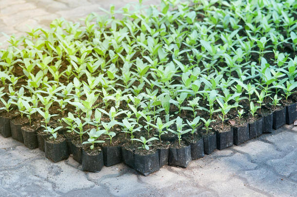 菊科绿色幼苗在盆栽中生长的特写。