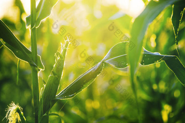 农业的农业玉米国家作物
