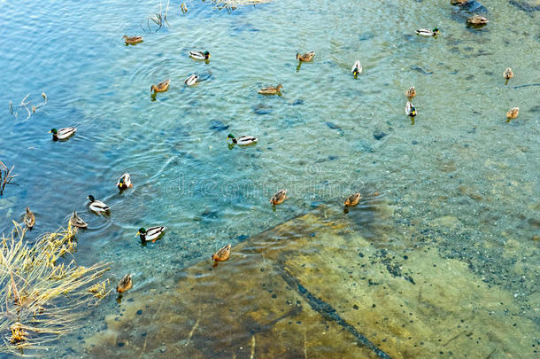 一群野鸭漂浮在池塘上
