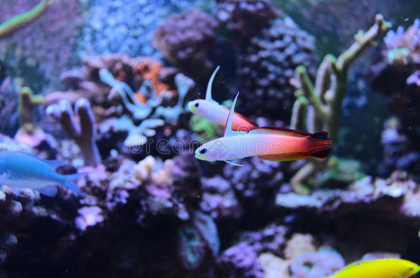 火鱼在海洋水族箱里走