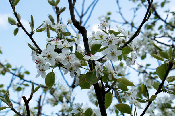 梨的开花枝。 盛开的春天花园。 花梨特写。 模糊的背景。 早春的梨花。