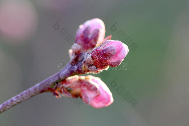 美丽的桃花