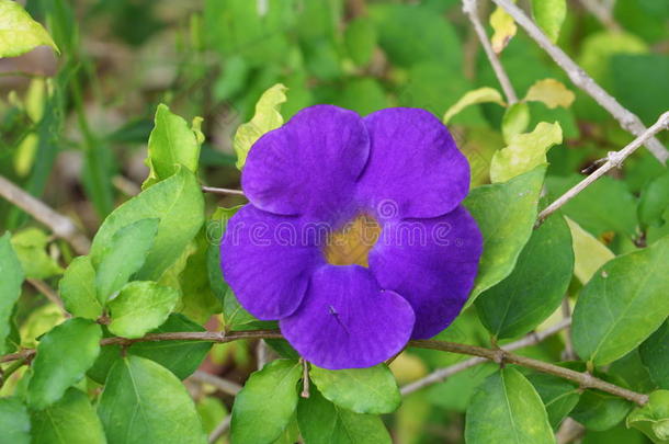 特写花紫龙参。<strong>安德森</strong>