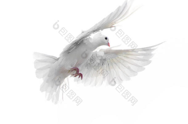 一只在白色背景下自由飞翔的白鸽