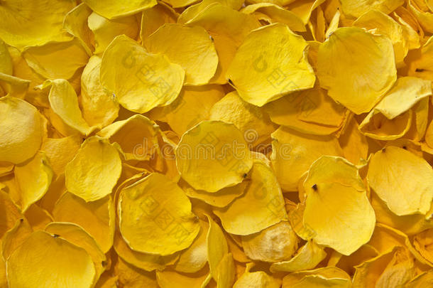 干燥的黄色玫瑰花瓣的背景。