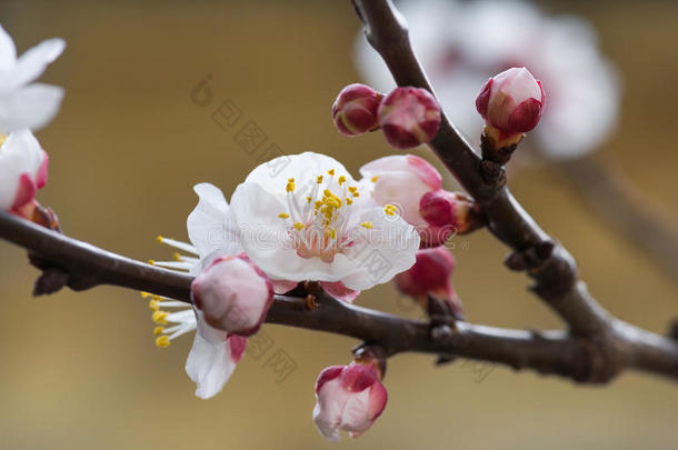 樱花盛开