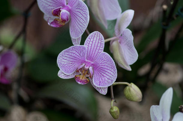 兰花花的特写