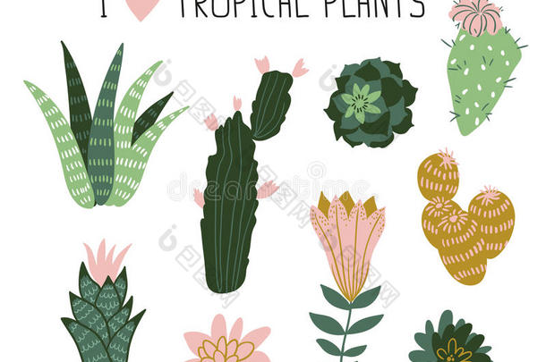 热带植物、仙人掌、肉质植物、花卉的收集。 矢量设计元素。