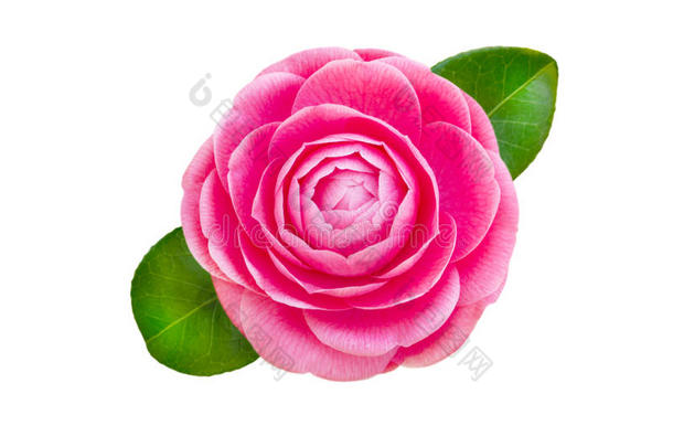 明亮的粉红色山<strong>茶花</strong>玫瑰形成花
