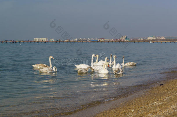 一群天鹅静音LAT。 天鹅座是鸭子家族的一种鸟-在阿纳帕海岸的黑海过冬