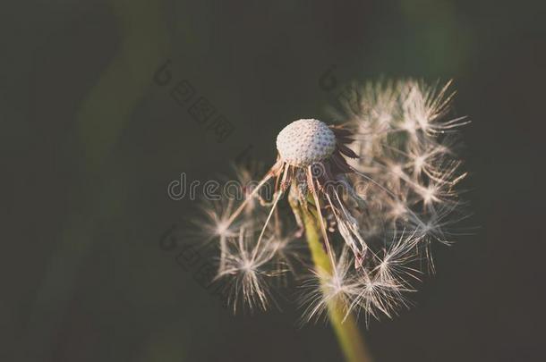 蒲公英的细节与马特效应