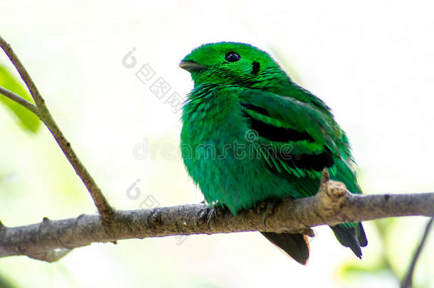 鸟的颜色(；绿色的宽嘴)；鸟在森林中生动的绿色