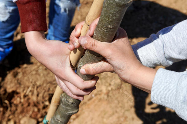 在<strong>植树</strong>期间，孩子们抱着一只牛。