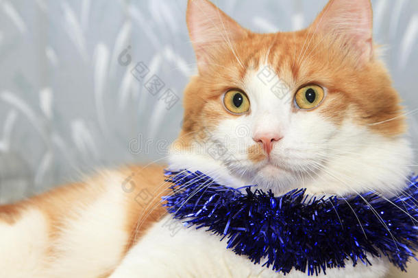 圣诞金箔装饰的红白猫