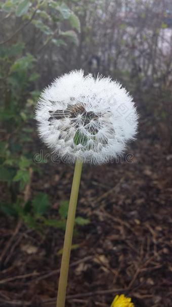 蒲公英，路边的野生生命，黄花图片