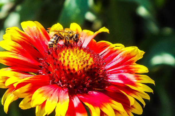 蜜蜂在花甲虫上