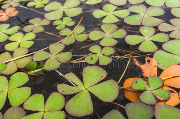 绿色和黄色的<strong>漂浮</strong>植物和<strong>花瓣</strong>