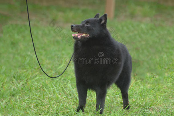 动物黑色繁殖犬科动物可爱的