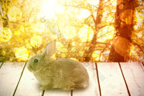 兔子特写的复合图像