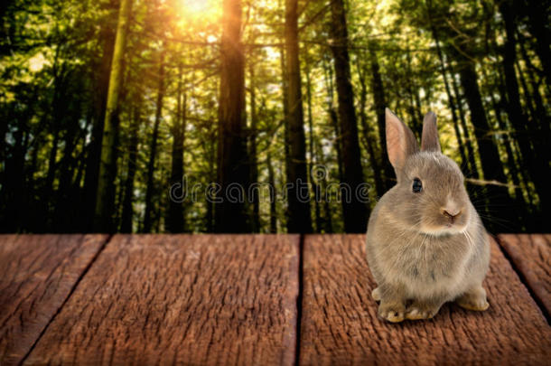 复活节兔子特写的复合图像