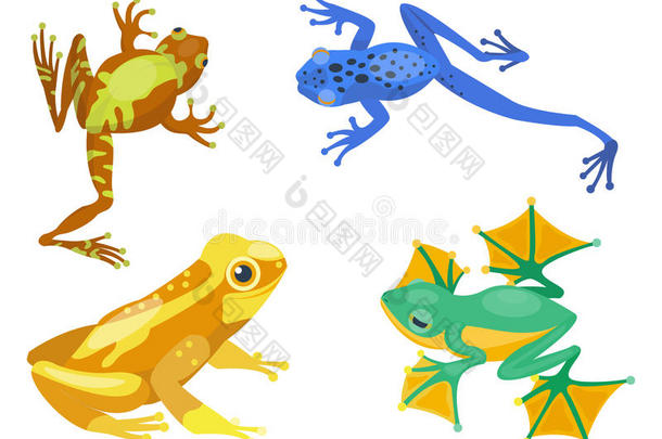 青蛙卡通热带动物卡通自然图标有趣和吉祥物人物野生滑稽森林蟾蜍两栖动物
