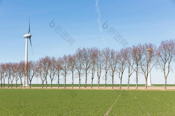 荷兰田野，有一排树和一台风力涡轮机