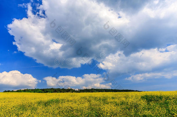 美丽的风景优美的野生森林草甸夏季景观，黄色盛开的杂草，蓝天和白色的积云。 一个阳光明媚的日子