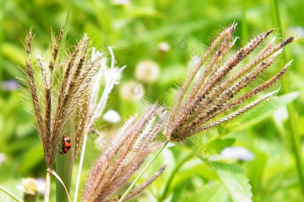 稻田周围的草<strong>和虫子</strong>的花