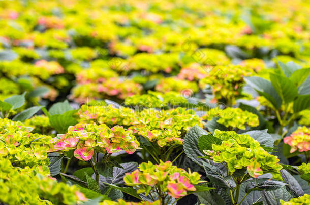 绣球花在绣球花温室的萌芽