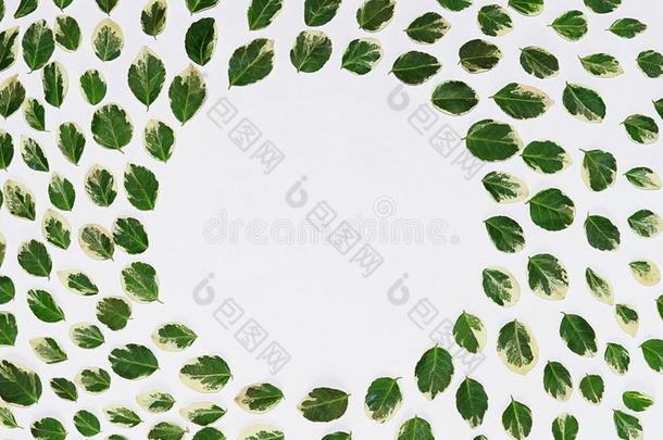 <strong>花型</strong>由绿叶制成，枝条在白色背景上。 平躺，俯视。 叶子图案纹理。