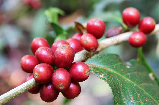 农业阿拉比卡<strong>咖啡</strong>亚洲背景豆