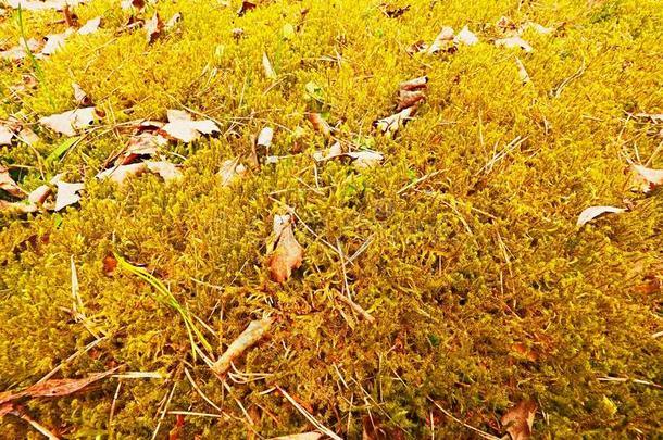 森林地毯。 森林中干燥苔藓上的老叶。 干燥的尘土飞扬的苔藓，干燥的松针