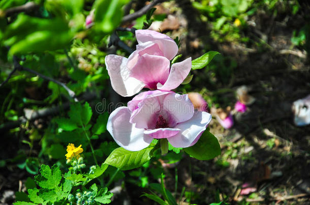 在植物园的早午餐上特写粉红色<strong>玉兰花</strong>